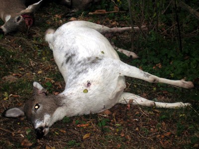 The Last Unicorn: A Tribute to the Late RR Friend&nbsp;“Al”