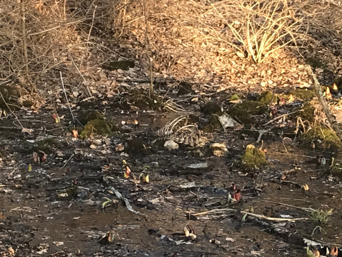 Bones on the ol’ RR (or at least on one of its&nbsp;tributaries)